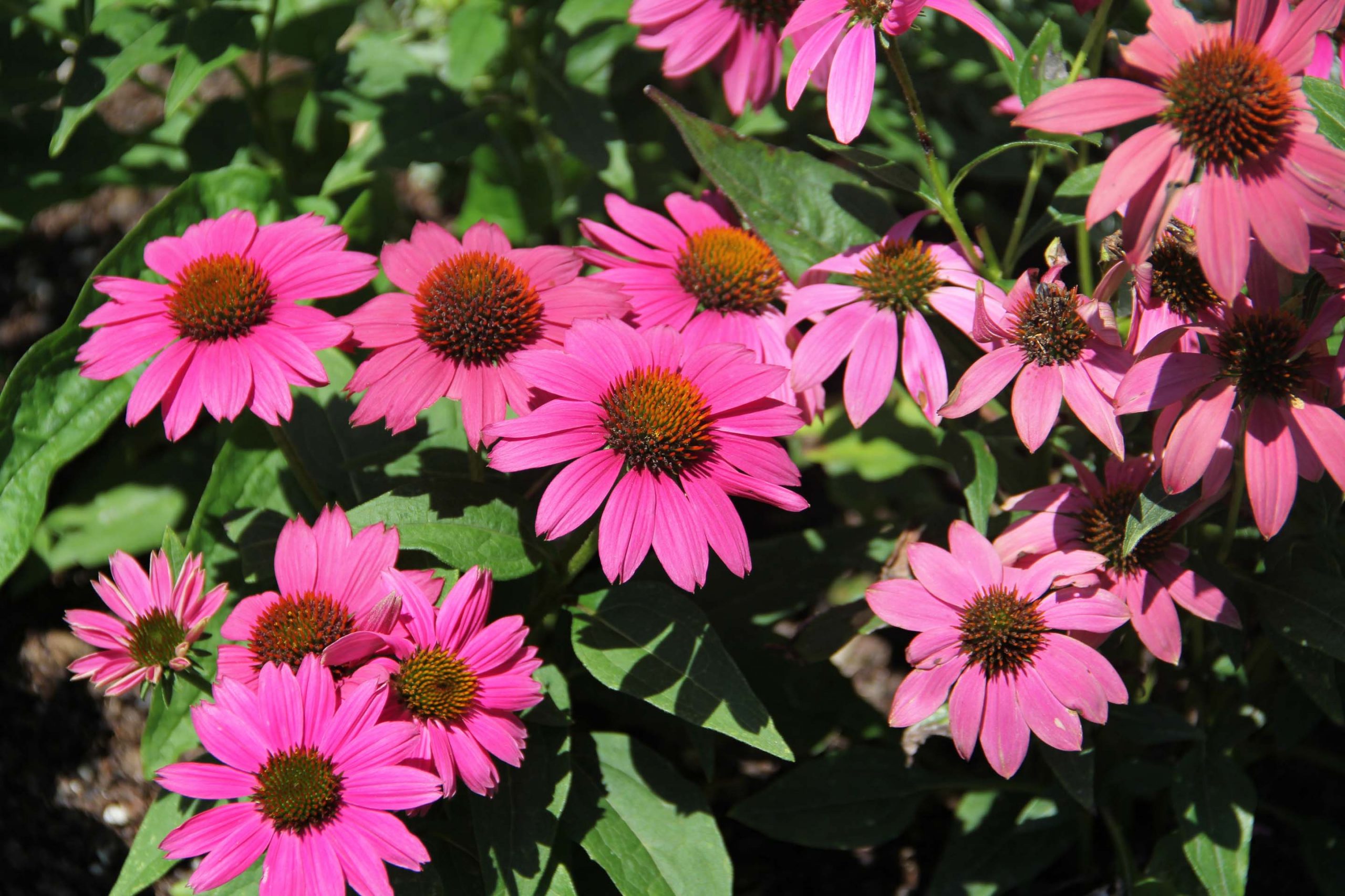 Echinacea ‘PowWow Wild Berry’ | Blithewold