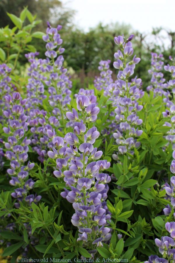 false indigo (Baptisia ‘Starlite Prairieblues’) | Blithewold