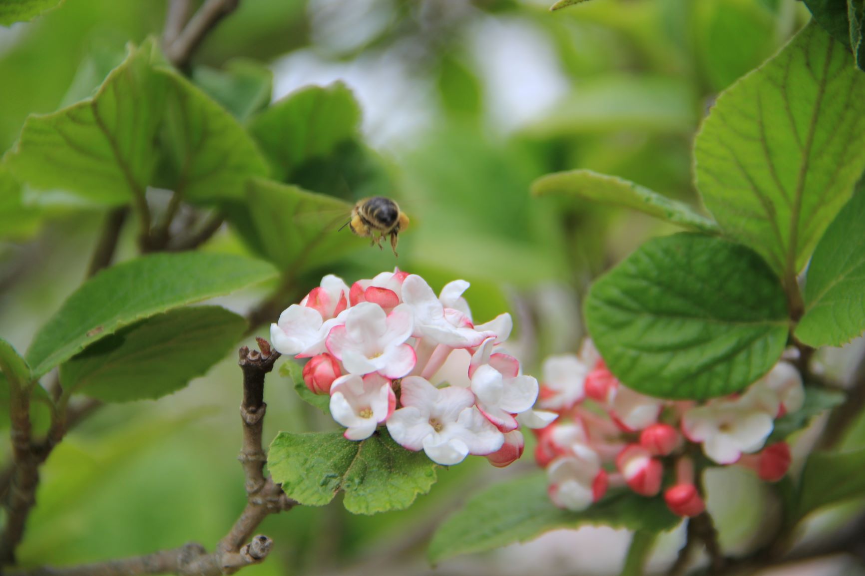 How To Know The Wildflowers | Blithewold